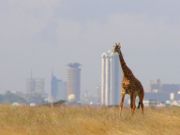 180px-giraffe_nairobi_natl_park.jpg